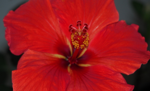 �n�C�r�X�J�X